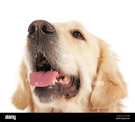 grin golden retrievers in need.